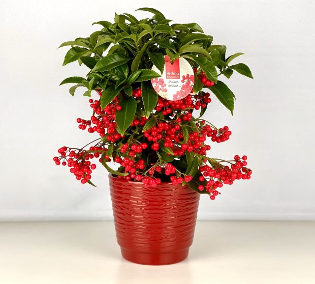 Ardisia crenata red 16 cm ceramic pot