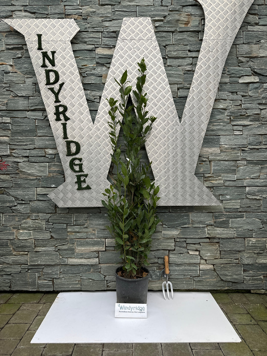 LAURUS NOBILIS  CLT 10 / 12  H 125 - 150 CM