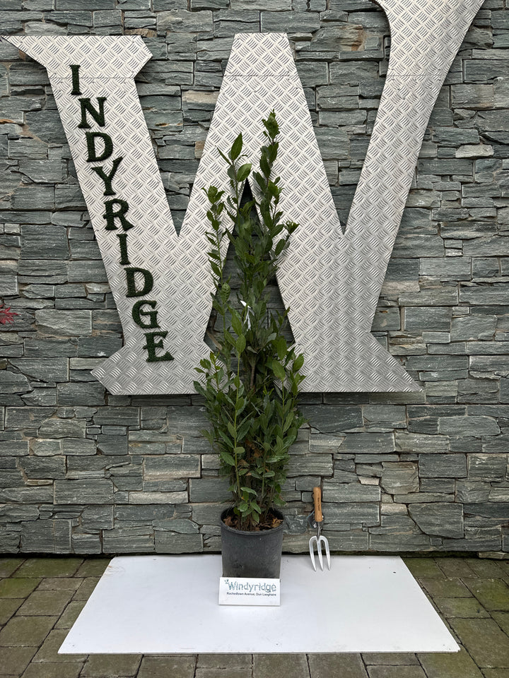 LAURUS NOBILIS  CLT 10 / 12  H 125 - 150 CM