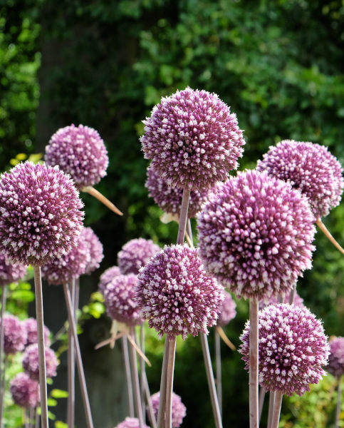 ALLIUM SUMMER DRUMMER X 3