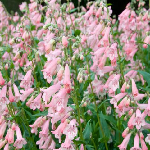 Penstemon Apple Blossom