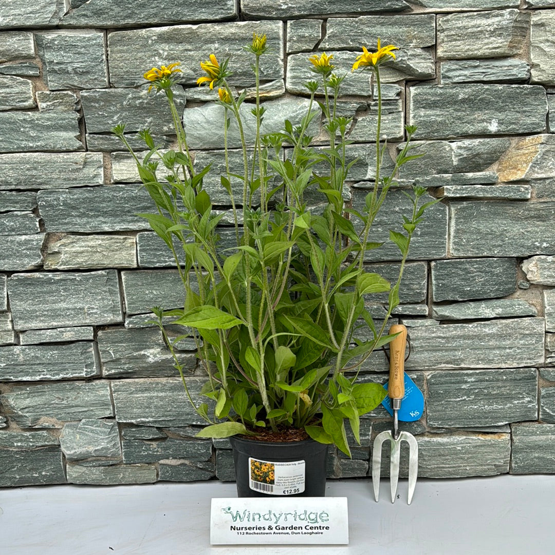 RUDBECKIA fulg. deamii