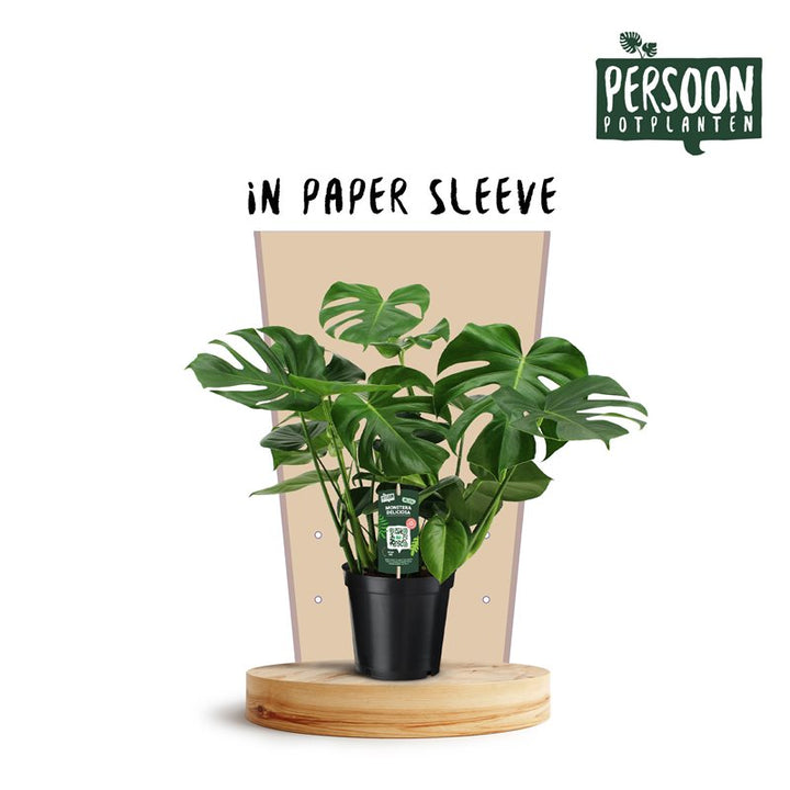 Monstera deliciosa  P21, eco sleeve