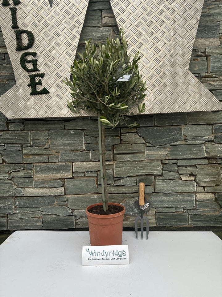 Olive Tree OLEA EUROPEA IN CVS CLT 5 / 7     1/4 STD