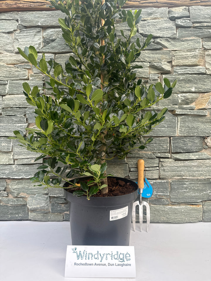 Ilex aquifolium J.C. van Tol  100-125 CM C10