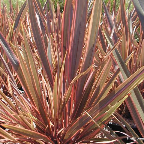 PHORMIUM Sundowner   40/50   3L