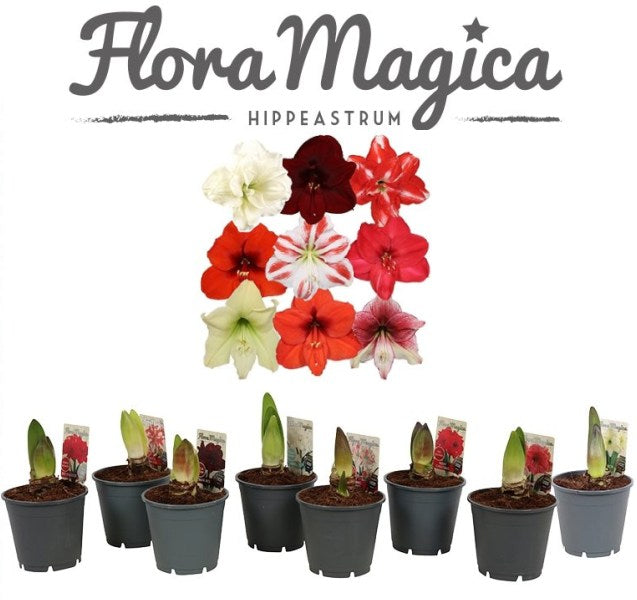 Hippeastrum-Exclusive-mix-1