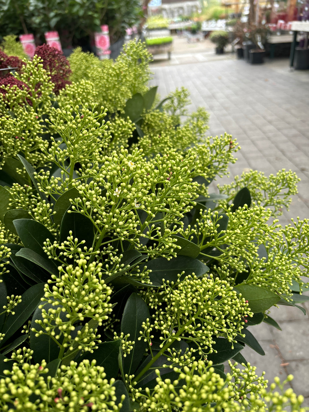 Skimmia jap.  Finchy  / 5 Ltr pot