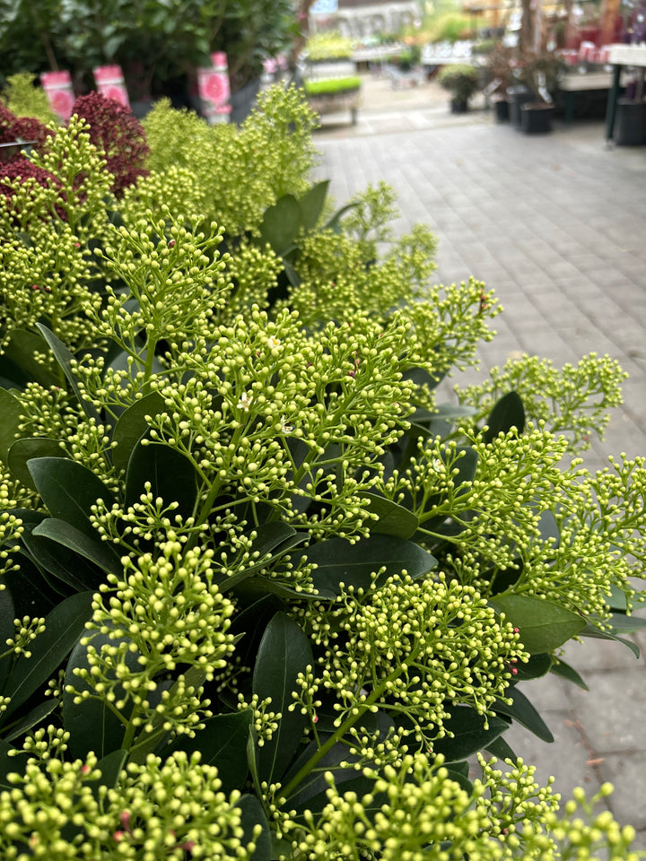 Skimmia jap.  Finchy  / 5 Ltr pot