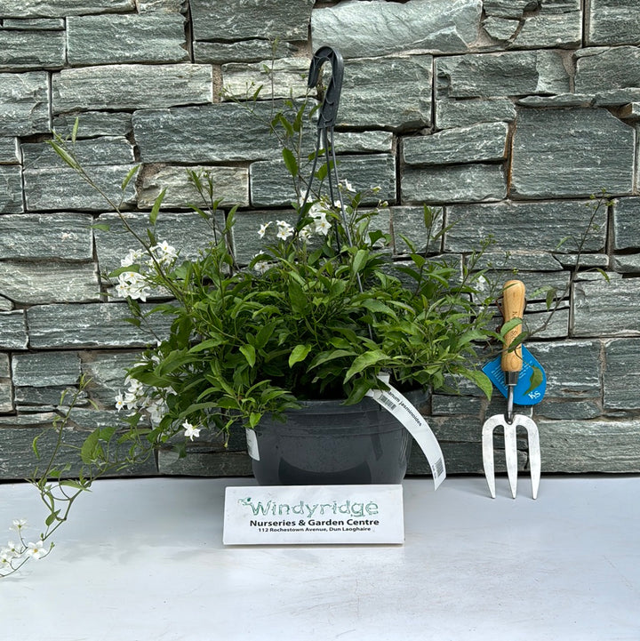 Solanum jasminoides in a hanging pot