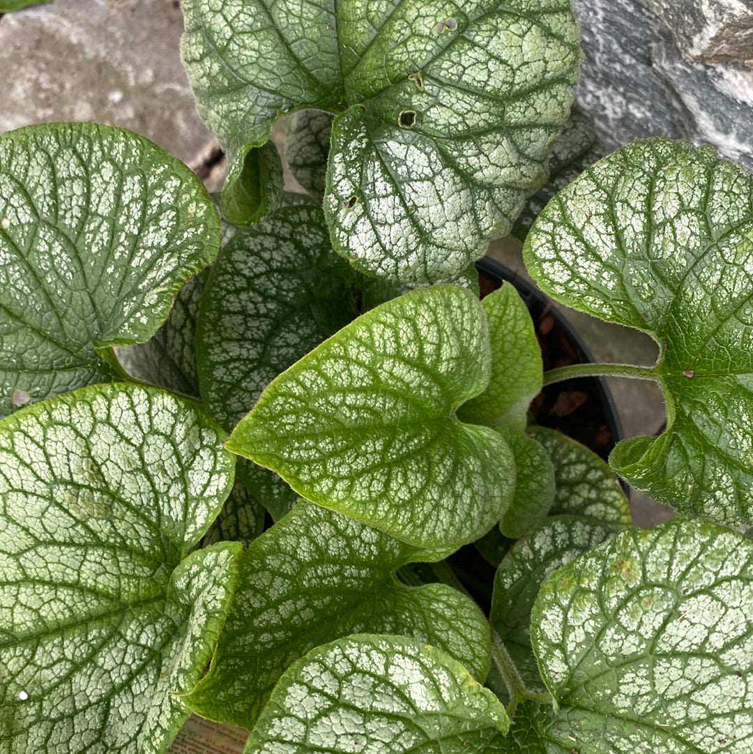 BRUNNERA macr. Alexander s Great