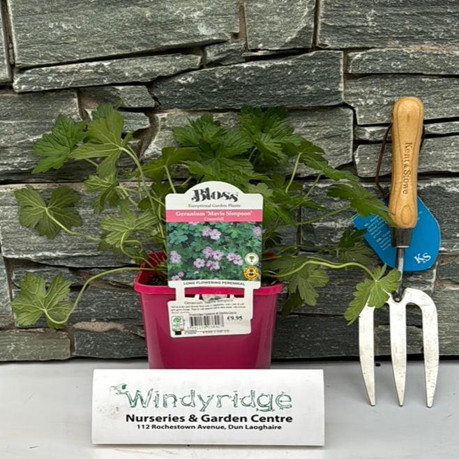 Cranesbill Geranium Mavis Simpson (2Ltr Pot)