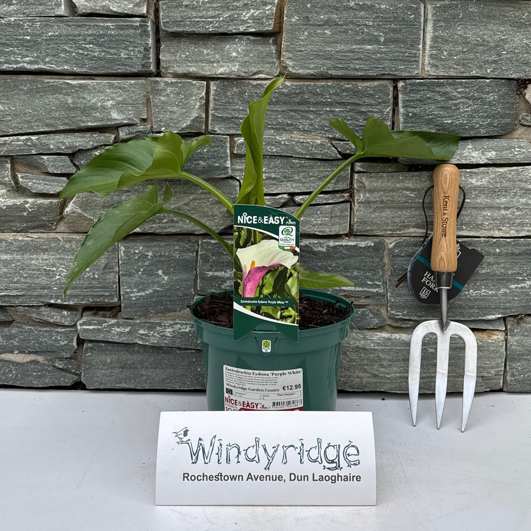 Zantedeschia Eydona Purple White