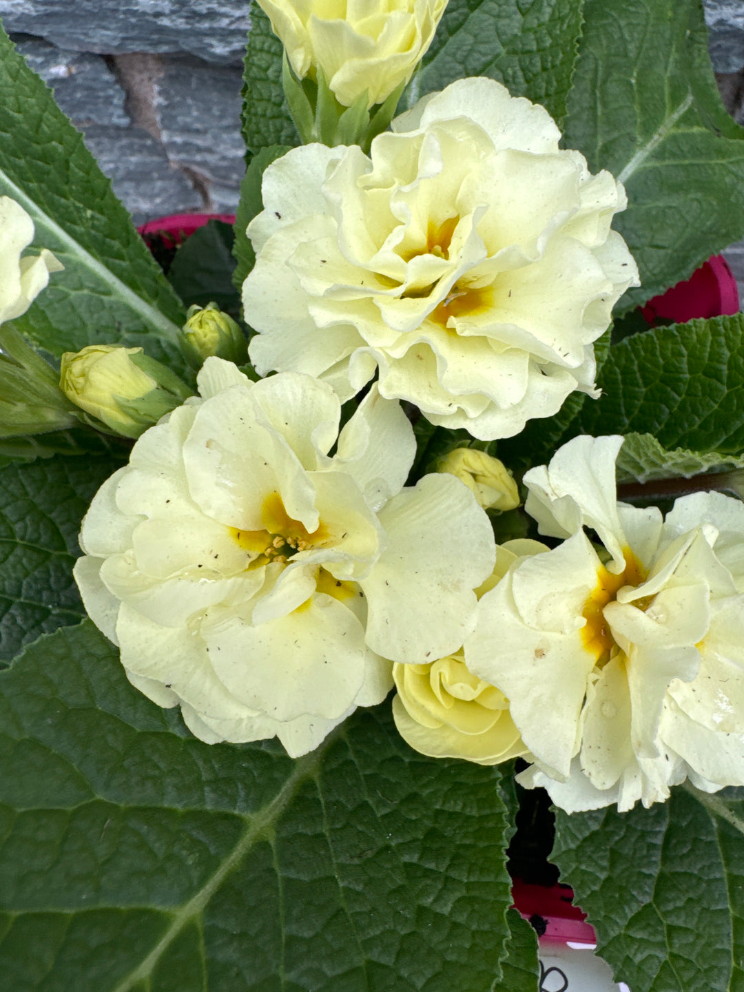 Primula vulgaris Queen Lime