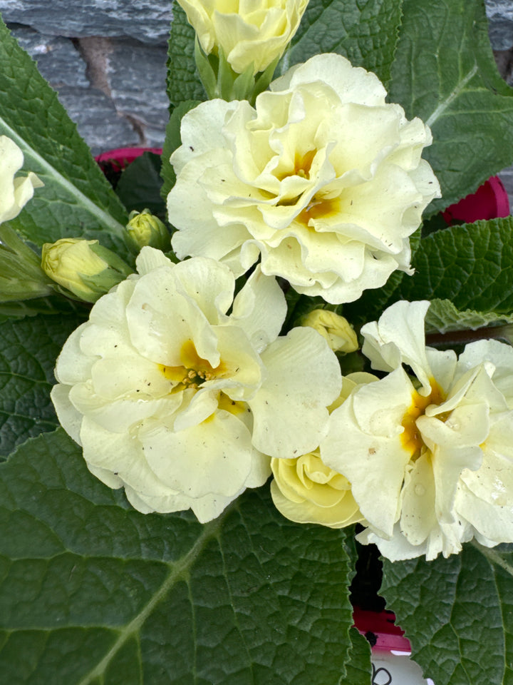 Primula vulgaris Queen Lime