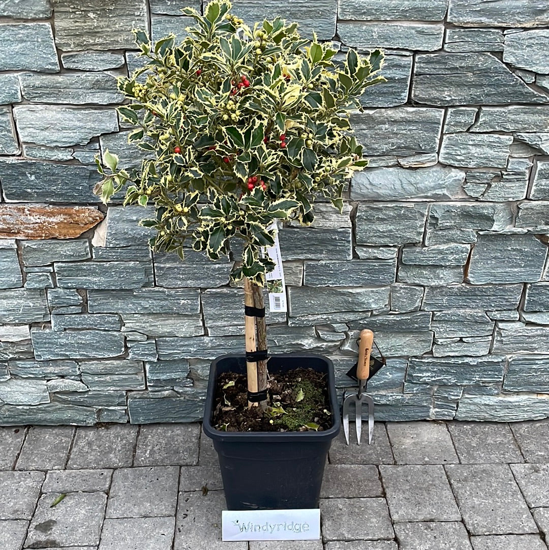 ILEX AQ. AUREOMARGINATA VQ  LT. 14     1/4 STD