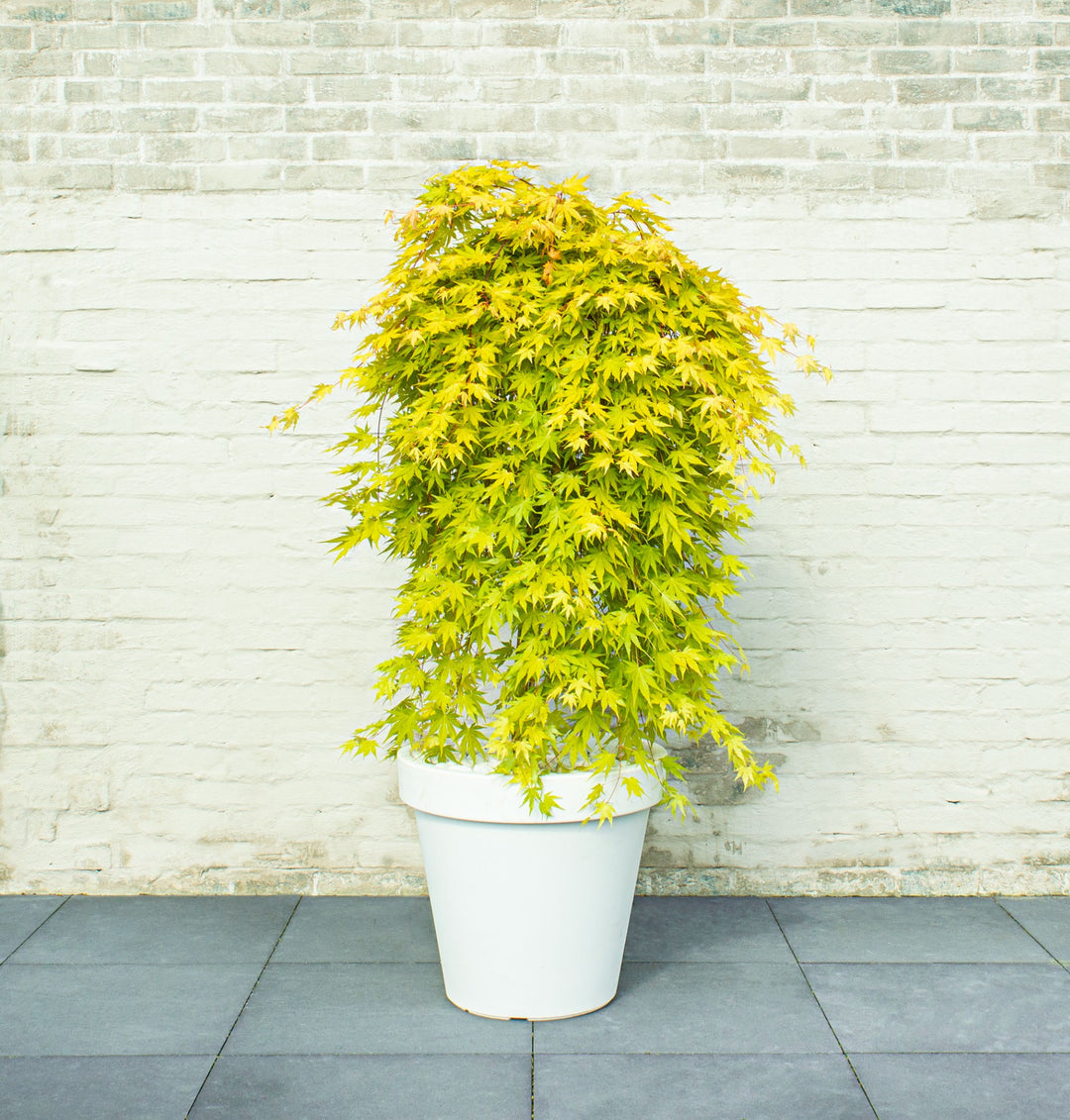 ACER PALM.  CASCADE GOLD  (PBR)