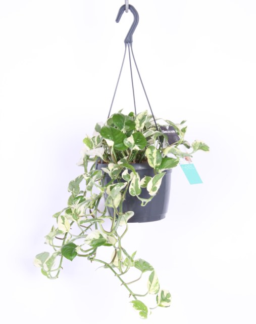 Golden Pothos Epipremnum Aureum NJoy (Hanging Pot)