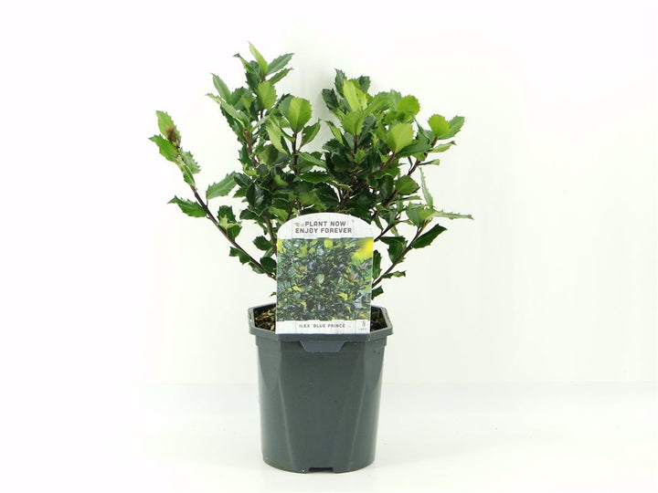 Ilex meserveae Blue Prince  2L square pot