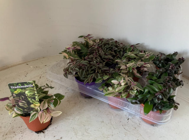 Tradescantia Tenderness  P 5,5