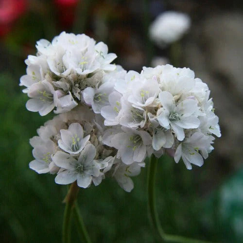 Armeria maritima Alba