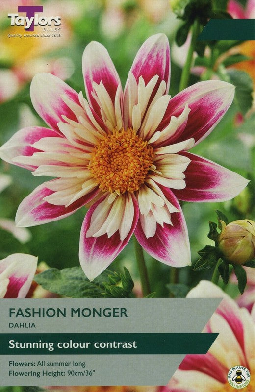 DAHLIA FASHION MONGER I