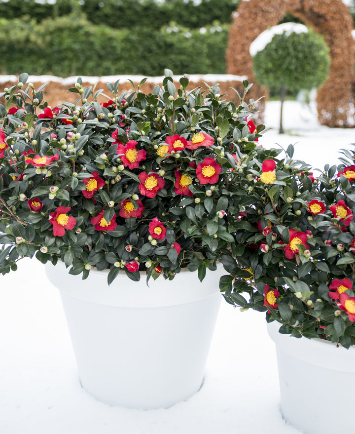 Camellia-sas.-Yuletide-Potted-2