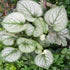 Brunnera macr. Jack Frost  2 Ltr pot