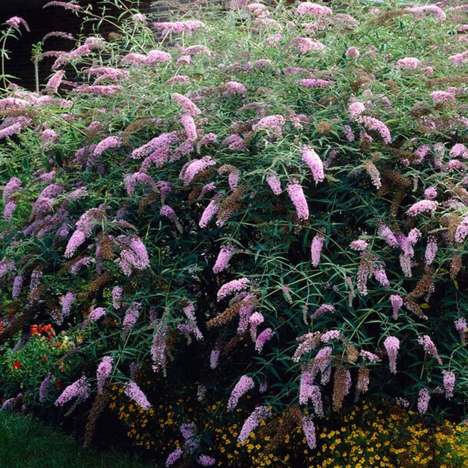 Buddleia Berries & Cream