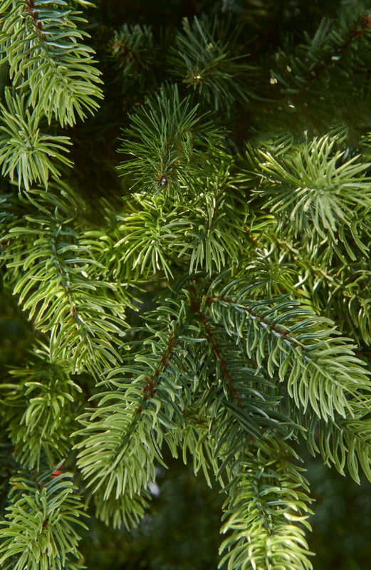 GALWAY - 6.5ft Tree