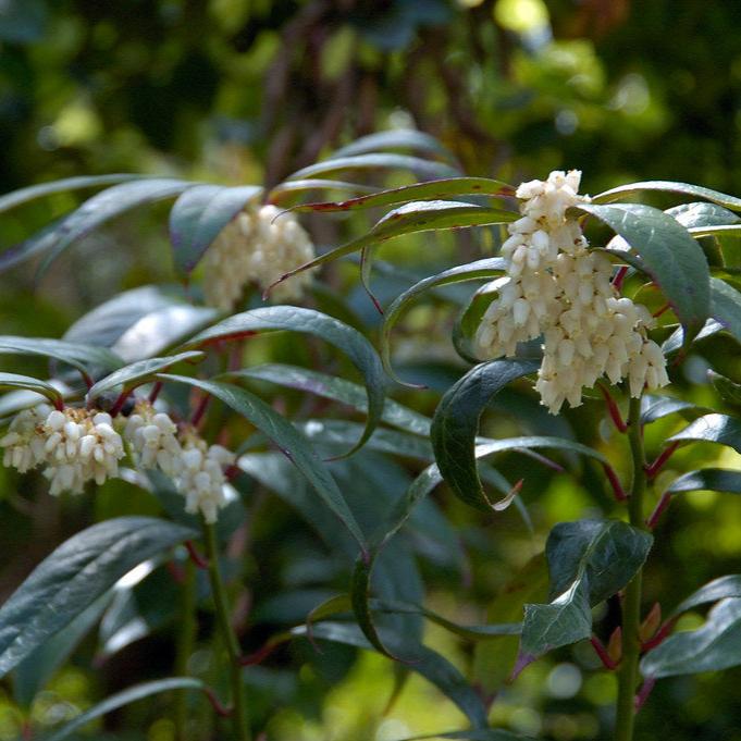 Leucothoe keiskei Royal Ruby