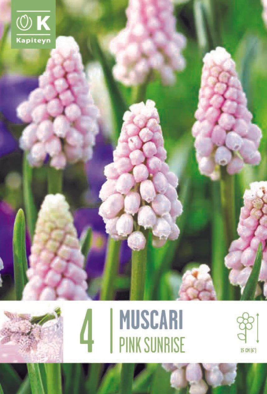 MUSCARI PINK SUNRISE X 4