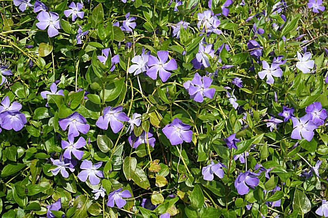 Vinca minor