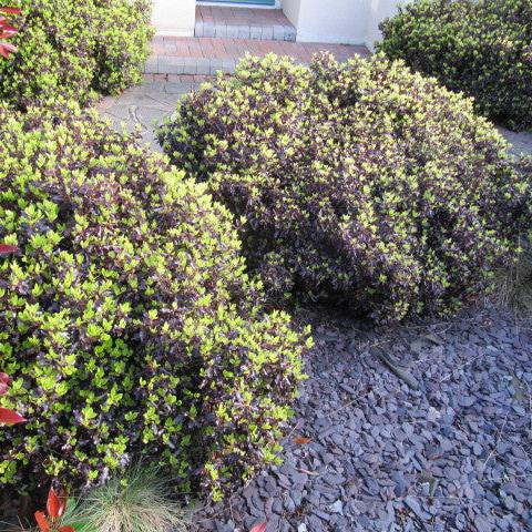 PITTOSPORUM tenui. Tom Thumb