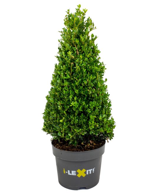 Ilex crenata Dark Green  60-65 CM PYR