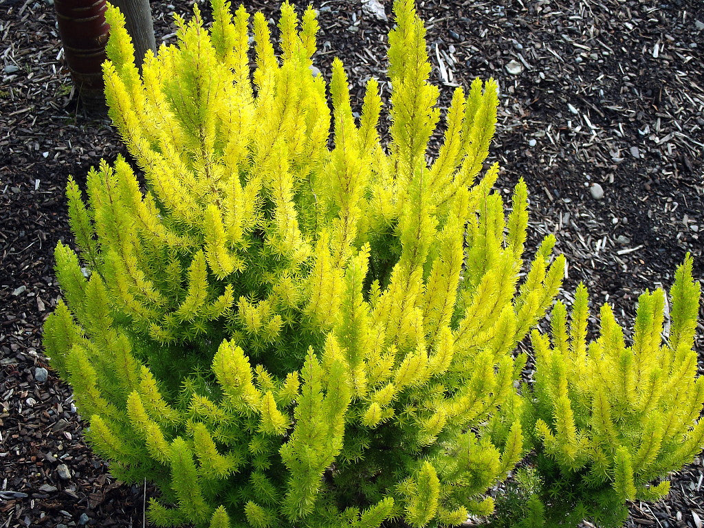 Erica Arborea Albert gold