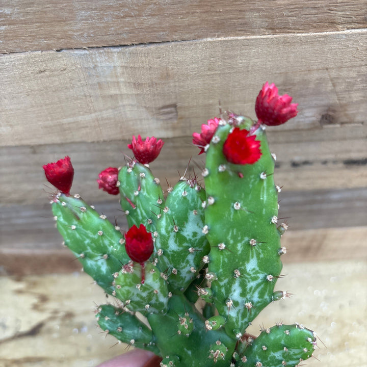 Austrocylindropuntia subulata Opuntia with Red Strobloem