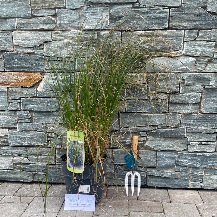 Hameln Fountain Grass (Pennisetum Alopecuroides Hameln)