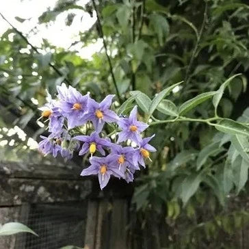 SOLANUM-JAS.-BLEU-Flower