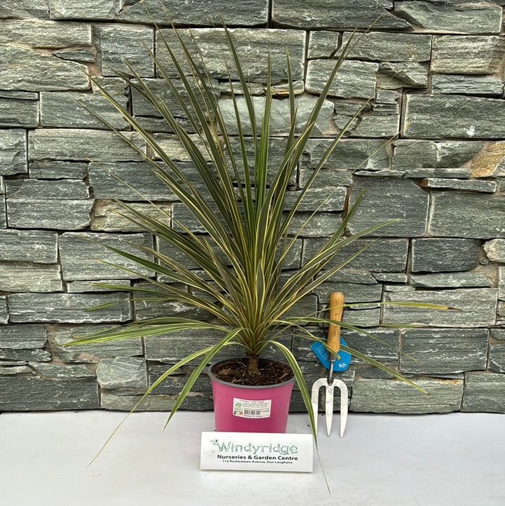 Cordyline Torbay Dazzler