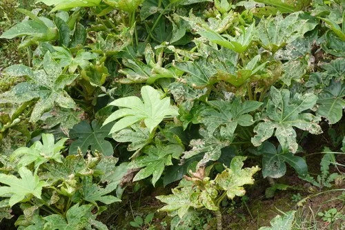 Fatsia japonica