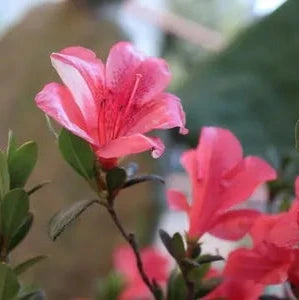 Azalea simsii mix  P14