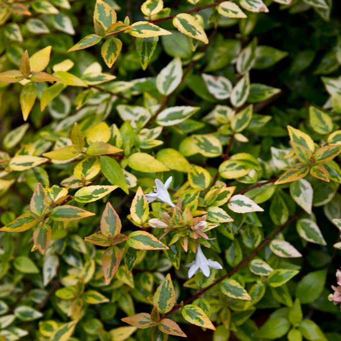 ABELIA Kaleidoscope