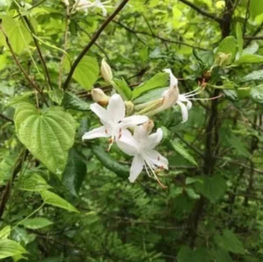 AZALEA HYBRID VISCOSA