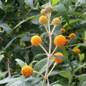 Buddleja globosa