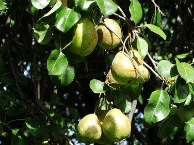 Pyrus c. Doyenn du Comice