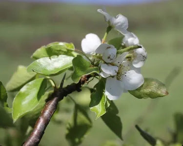 Pyrus c. Doyenn du Comice