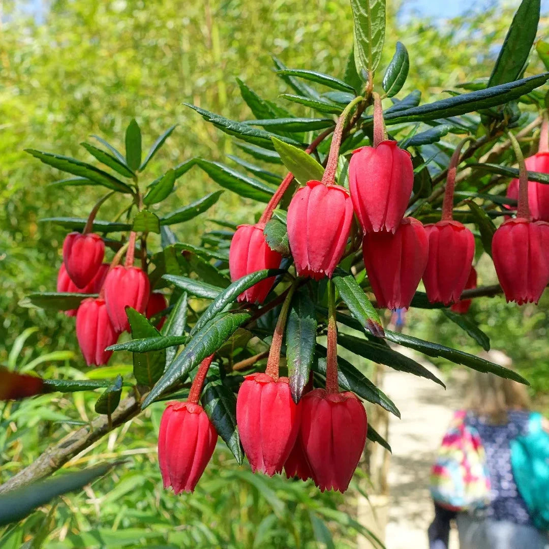 Crinodendron Hookeranum