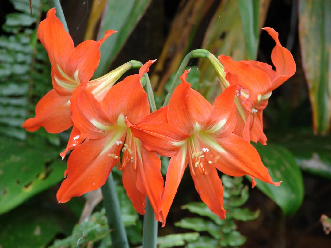 Hippeastrum-Exclusive-mix-orange