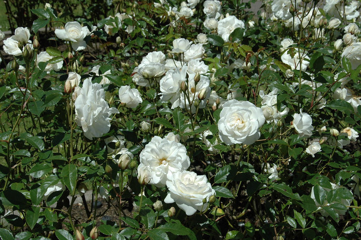 ROSA-ICEBERG-Flower-2